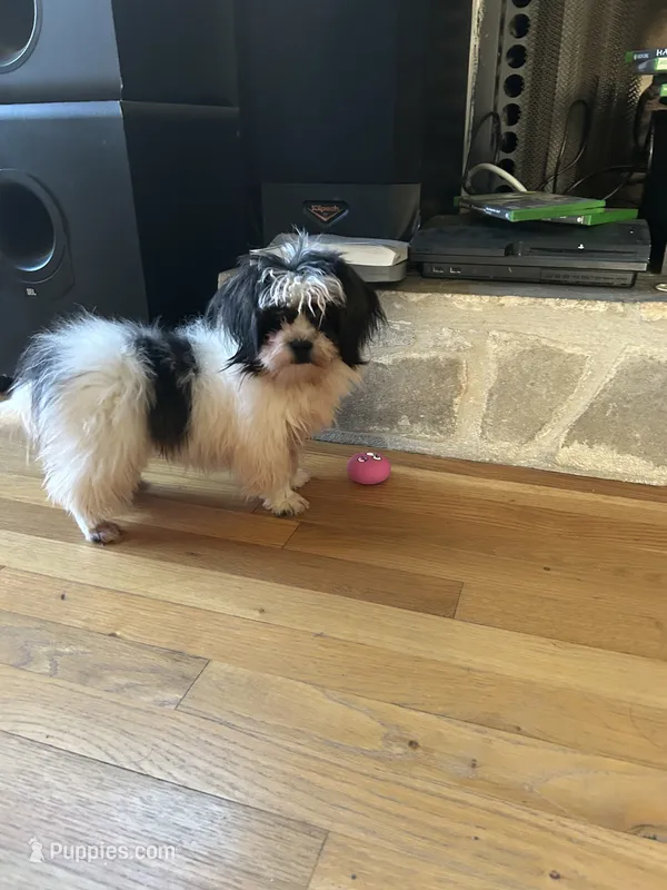 Imperial odie Shih Tzu.