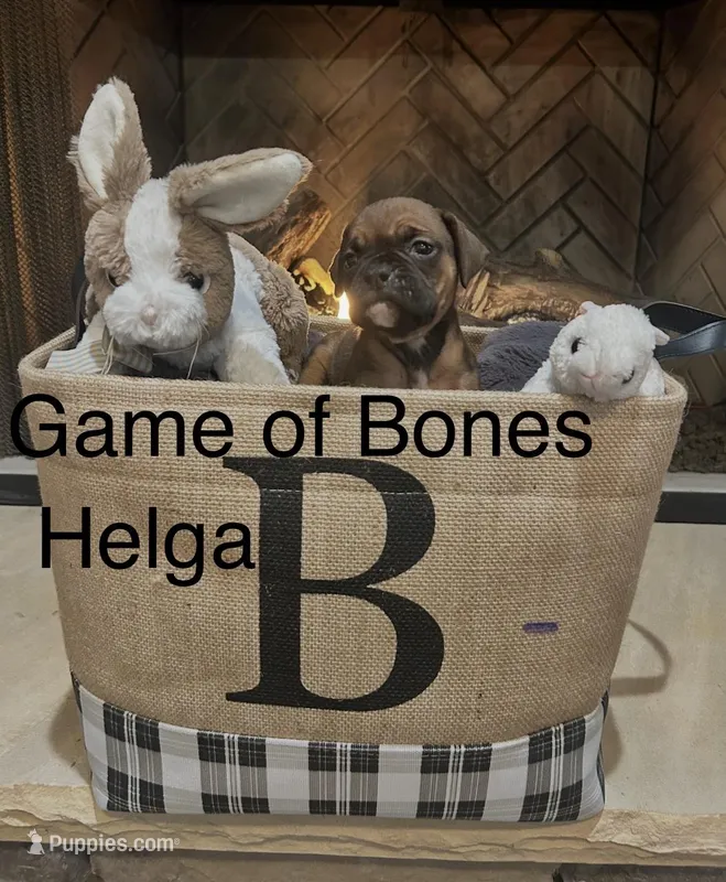 Helga – Boxer puppy for sale in Bristol, TN