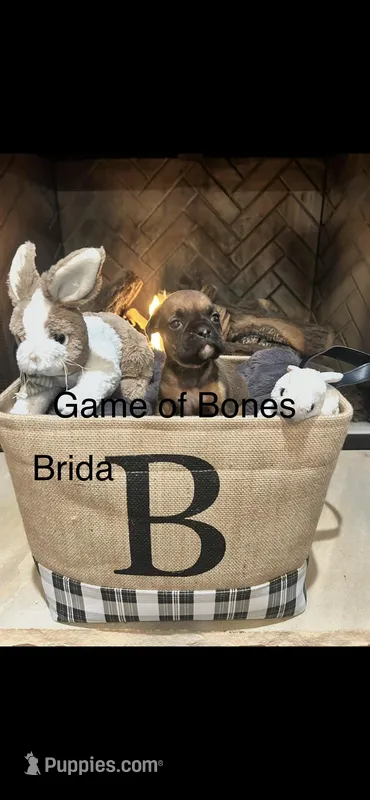Brida – Boxer puppy for sale in Bristol, TN