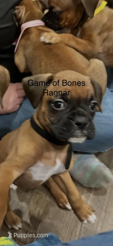 Ragnar – Boxer puppy for sale in Bristol, TN