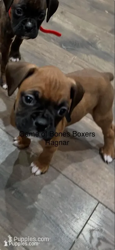 Ragnar – Boxer puppy for sale in Bristol, TN