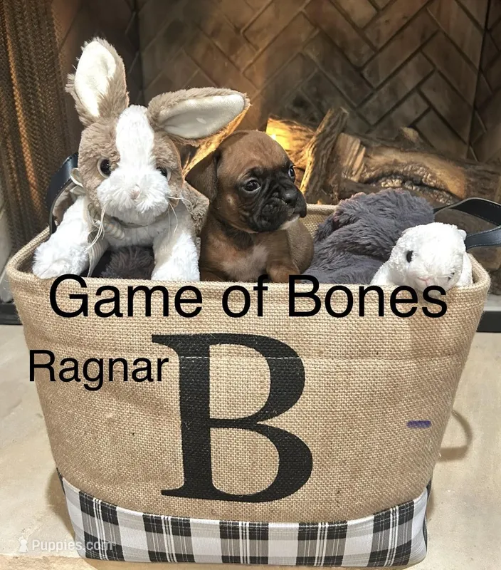 Ragnar – Boxer puppy for sale in Bristol, TN