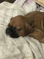 Rollo, a male Boxer for sale in Bristol, TN – Photo 2 of 2