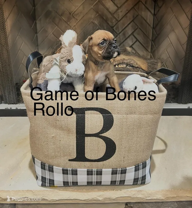Rollo – Boxer puppy for sale in Bristol, TN