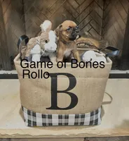 Rollo, a male Boxer for sale in Bristol, TN – Photo 1 of 2