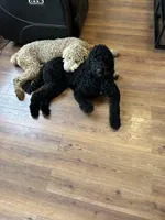 Leo, a male Goldendoodle for sale in Greensboro, NC – Photo 4 of 5