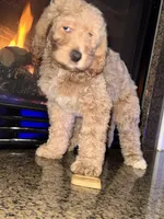 Buddy, a male Goldendoodle for sale in Greensboro, NC – Photo 2 of 3
