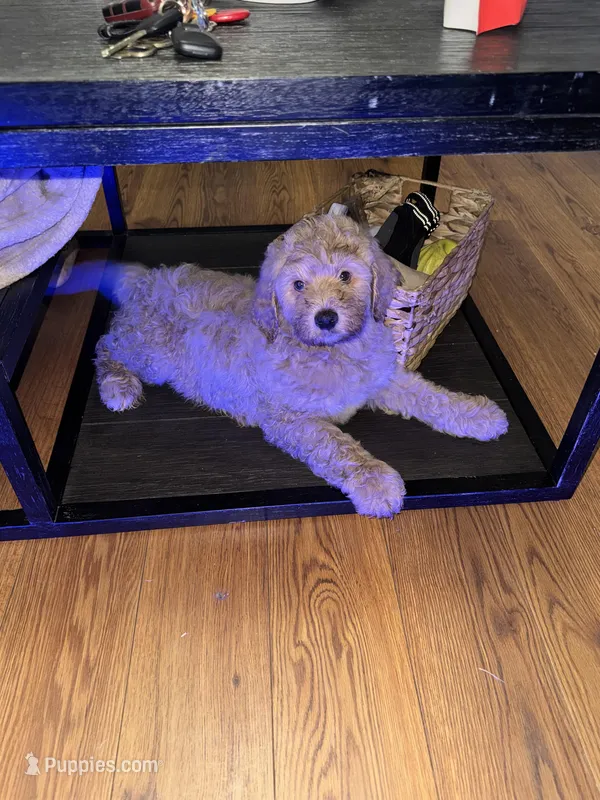 Buddy – Goldendoodle puppy for sale in Greensboro, NC