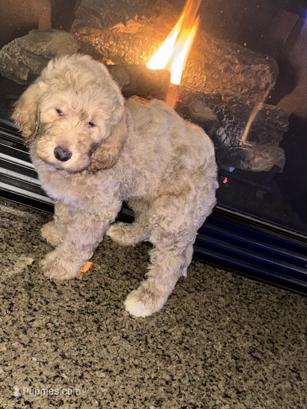 Buddy – Goldendoodle puppy for sale in Greensboro, NC