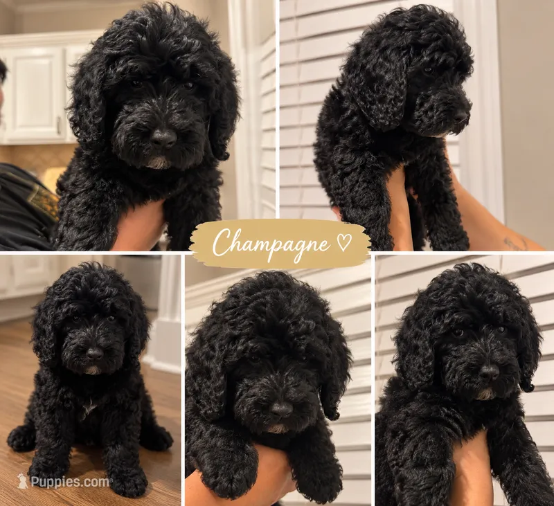 Champagne  – Goldendoodle puppy for sale in Greensboro, NC