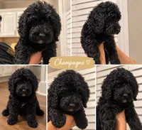 Champagne , a female Goldendoodle for sale in Greensboro, NC – 1 of 1