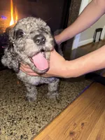 Leo, a male Goldendoodle for sale in Greensboro, NC – Photo 2 of 5