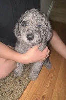 Leo, a male Goldendoodle for sale in Greensboro, NC – Photo 1 of 5