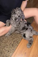 Leo, a male Goldendoodle for sale in Greensboro, NC – Photo 3 of 5