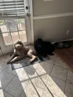 Leo, a male Goldendoodle for sale in Greensboro, NC – Photo 5 of 5