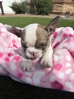 Petunia, a female French Bulldog for sale in Queen Creek, AZ – Photo 2 of 6
