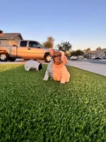 Petunia, a female French Bulldog for sale in Queen Creek, AZ – Photo 3 of 6