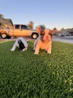 Petunia, a female French Bulldog for sale in Queen Creek, AZ – Photo 4 of 6