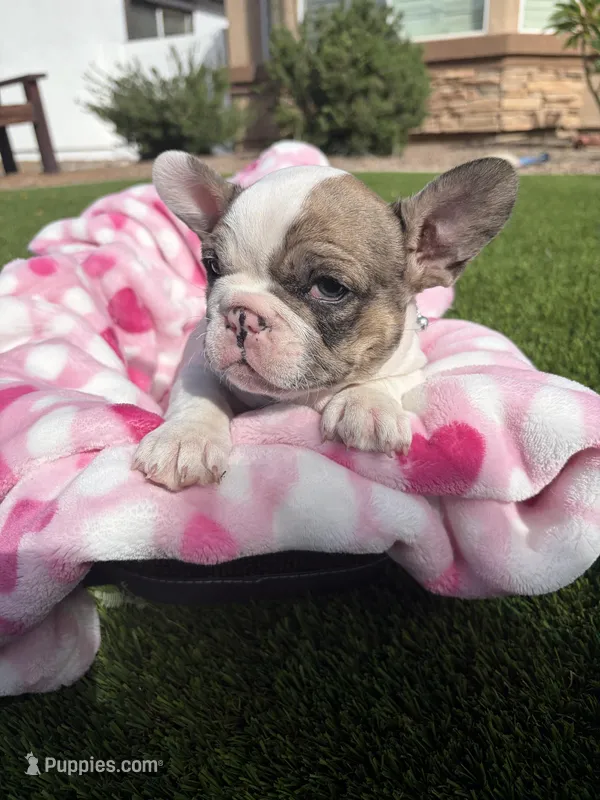 Petunia – French Bulldog puppy for sale in Queen Creek, AZ