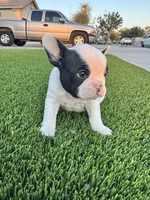 Peewee, a female French Bulldog for sale in Queen Creek, AZ – Photo 2 of 4
