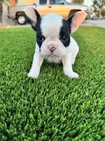 Peewee, a female French Bulldog for sale in Queen Creek, AZ – Photo 3 of 4