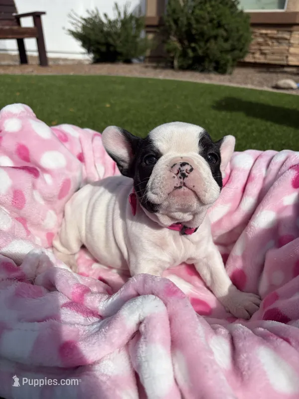 Peewee – French Bulldog puppy for sale in Queen Creek, AZ