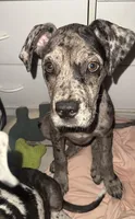 Blue, a female Great Dane and Cane Corso for sale in Los Angeles, CA – 3 of 3