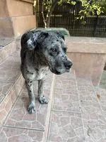 Blue, a female Great Dane and Cane Corso for sale in Los Angeles, CA – 2 of 3