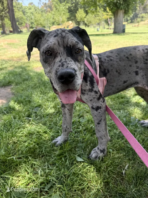 Blue – Great Dane, Cane Corso puppy for sale in Los Angeles, CA