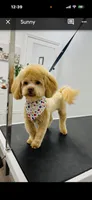 Sunny, a male Shihpoo for sale in Indianapolis, IN – Photo 2 of 2