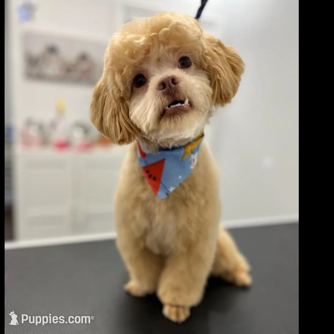 Sunny – Shihpoo puppy for sale in Indianapolis, IN