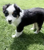 Katie , a female Australian Shepherd for sale in Vicksburg, MI – 7 of 9