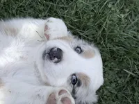 Bri, a female Australian Shepherd for sale in Vicksburg, MI – Photo 4 of 9