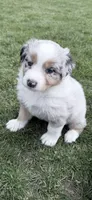Bri, a female Australian Shepherd for sale in Vicksburg, MI – Photo 3 of 9