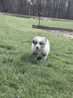 Bri, a female Australian Shepherd for sale in Vicksburg, MI – Photo 5 of 9