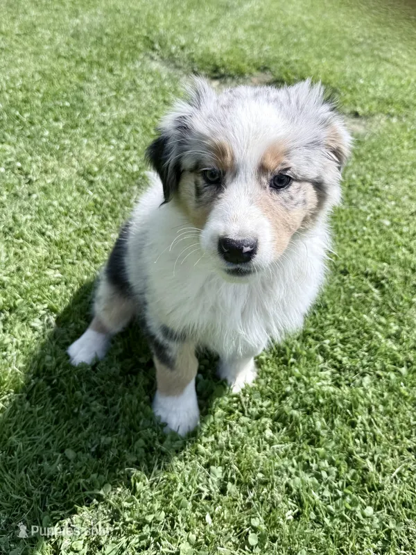 Bri – Australian Shepherd puppy for sale in Vicksburg, MI