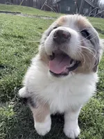 Bri, a female Australian Shepherd for sale in Vicksburg, MI – Photo 6 of 9