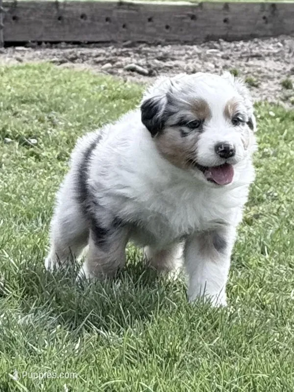 Bri – Australian Shepherd puppy for sale in Vicksburg, MI