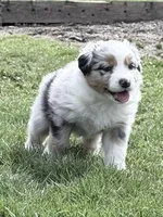 Bri, a female Australian Shepherd for sale in Vicksburg, MI – Photo 1 of 9