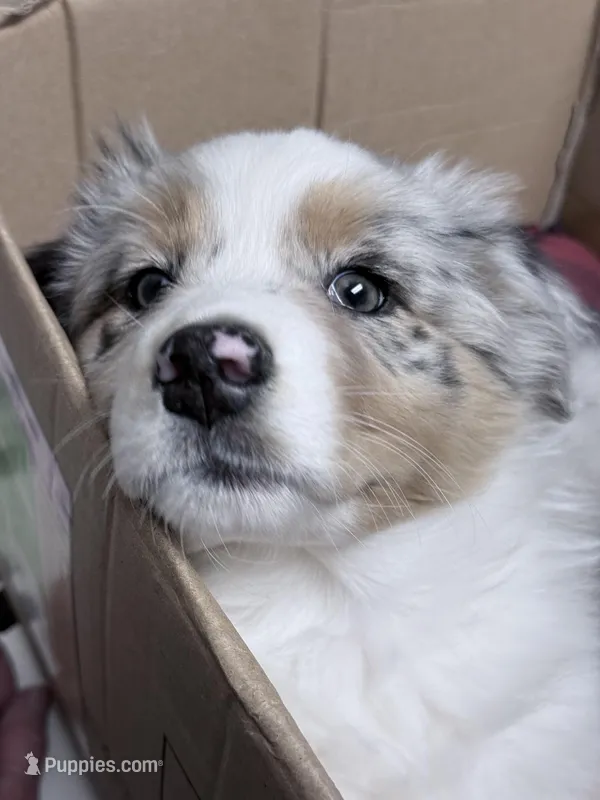 Bri – Australian Shepherd puppy for sale in Vicksburg, MI