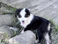 Katie , a female Australian Shepherd for sale in Vicksburg, MI – 4 of 9