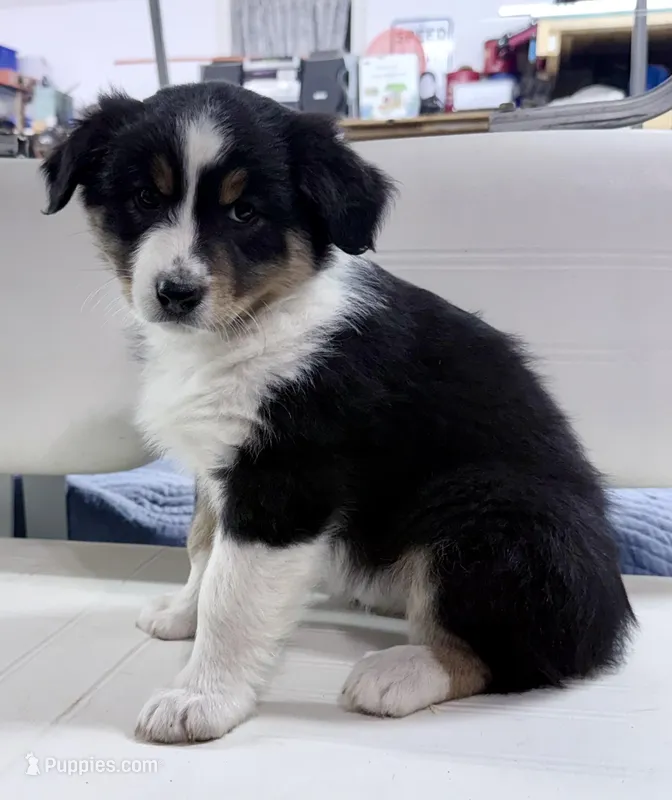 Sami – Australian Shepherd puppy for sale in Vicksburg, MI