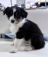 Sami, a female Australian Shepherd for sale in Vicksburg, MI – 2 of 10
