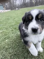 Sami, a female Australian Shepherd for sale in Vicksburg, MI – Photo 2 of 6