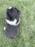 Sami, a female Australian Shepherd for sale in Vicksburg, MI – Photo 3 of 6