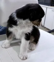 Sami, a female Australian Shepherd for sale in Vicksburg, MI – 7 of 10