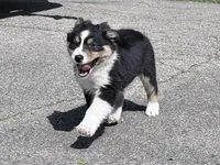 Sami, a female Australian Shepherd for sale in Vicksburg, MI – 1 of 10