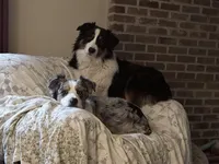 Sami, a female Australian Shepherd for sale in Vicksburg, MI – Photo 5 of 6