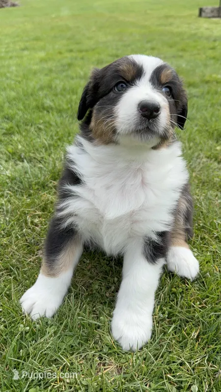 Sami – Australian Shepherd puppy for sale in Vicksburg, MI