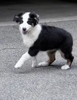 Katie , a female Australian Shepherd for sale in Vicksburg, MI – 3 of 9